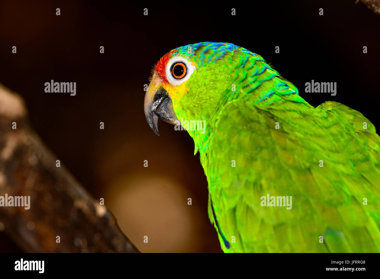 Rot-orientieren Amazon oder rot-orientieren Papageien (Amazona Autumnalis), close-up grün Bokeh Hintergrund. Stockfoto