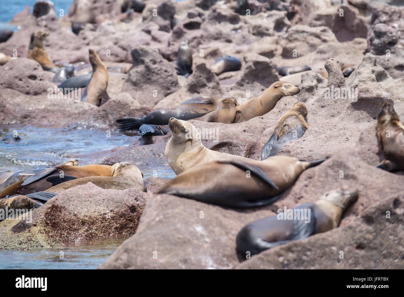 Meer der Cortes, Isla Espiritu Santo, La Paz Baja California Sur. Mexiko Stockfoto