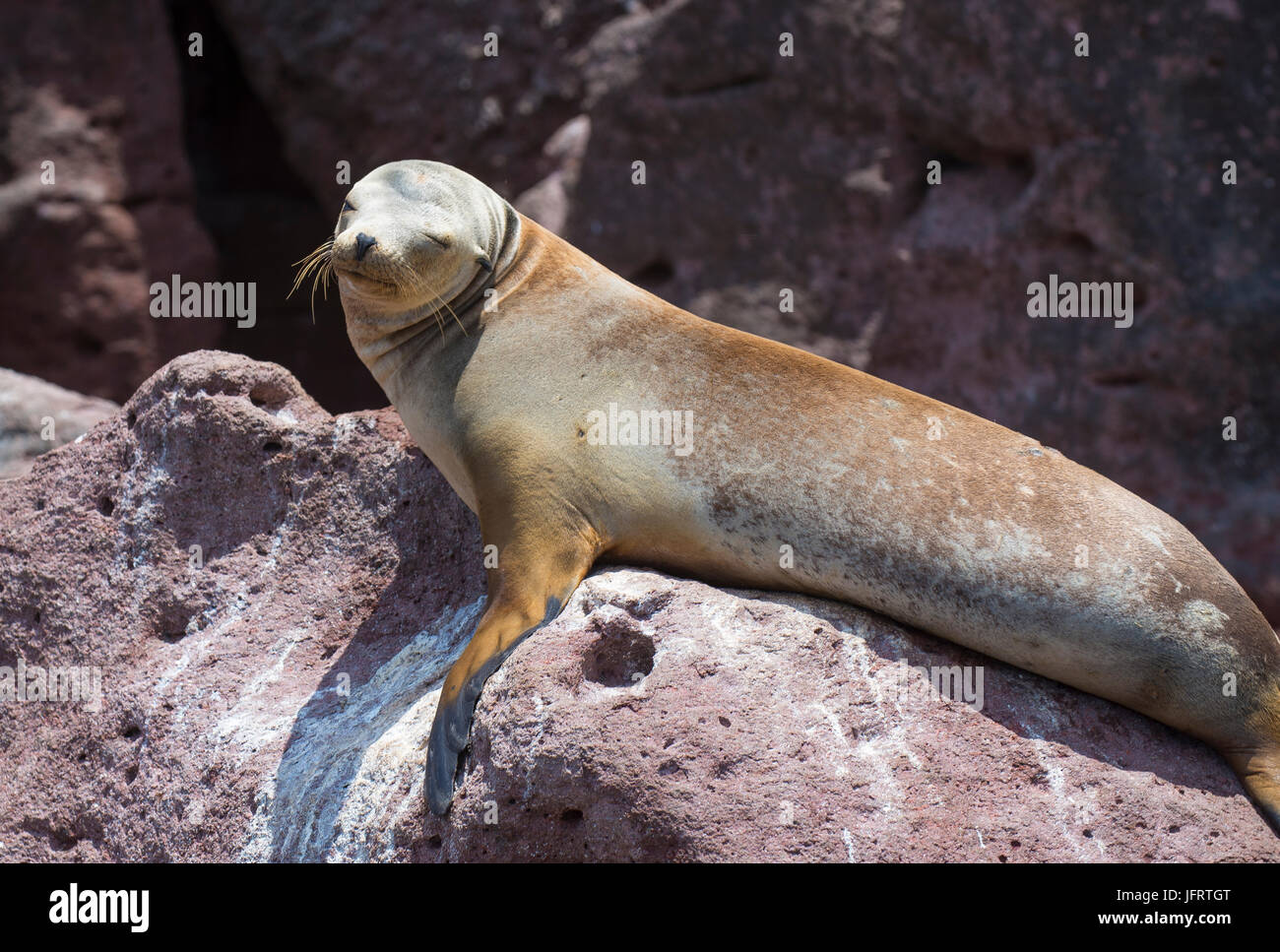 Meer der Cortes, Isla Espiritu Santo, La Paz Baja California Sur. Mexiko Stockfoto