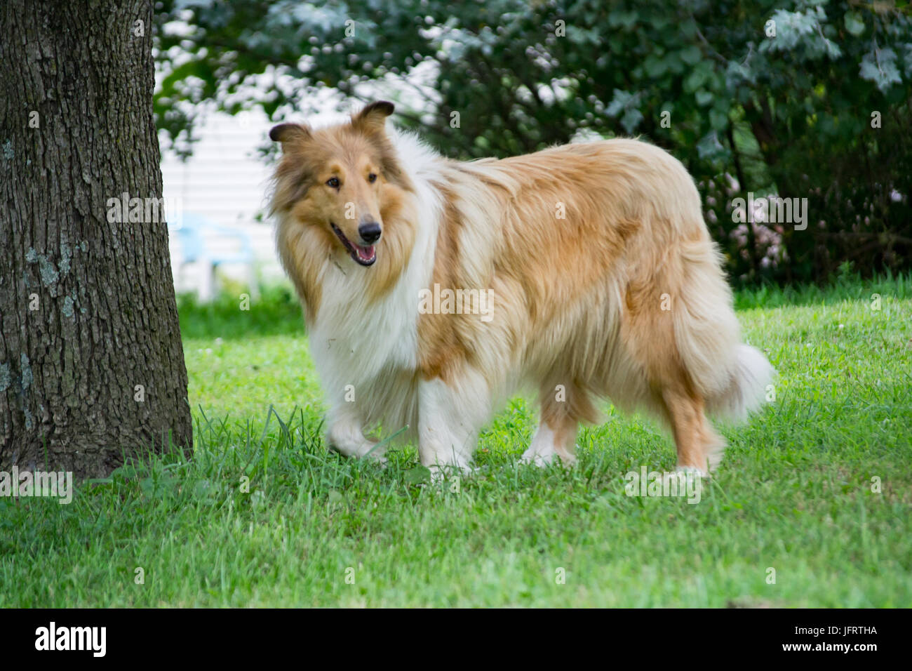 Rough Collie posiert auf der Farm in Missouri, USA. Stockfoto