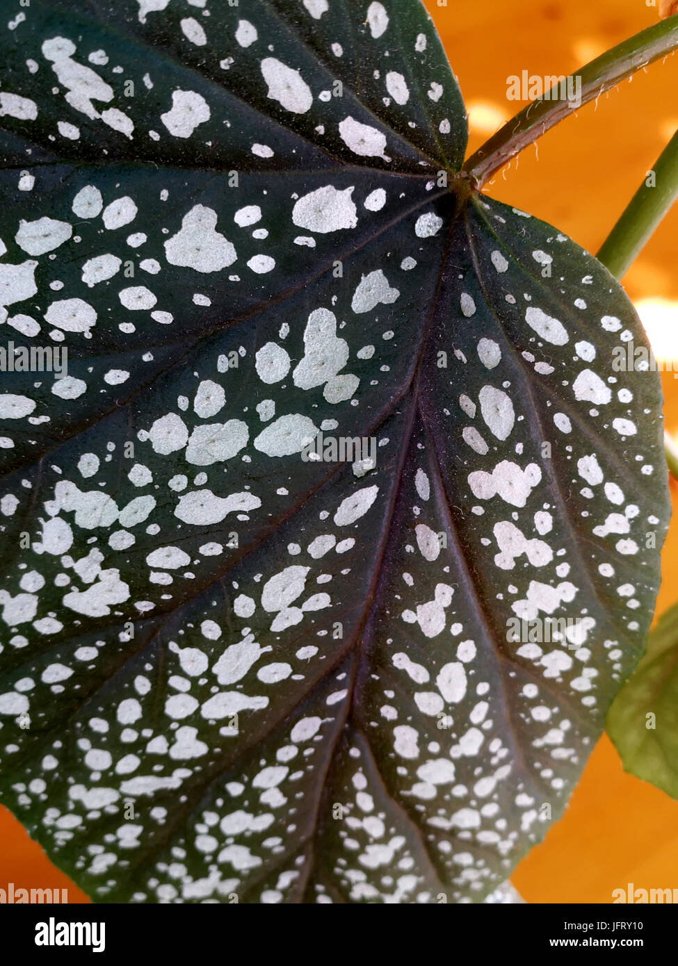 Fleckige Begonie Blatt Stockfoto