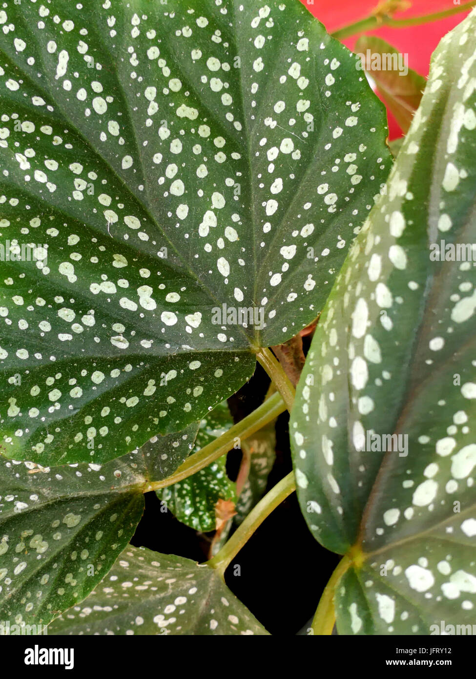 Fleckige Begonie Blatt Stockfoto