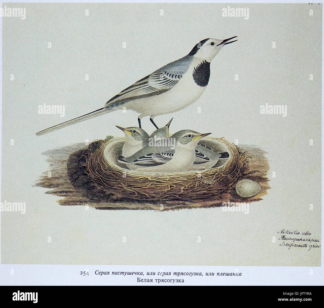 D09FD191D182D180 D091D0BED180D0B8D181D0BED0B2. D091D0B5D0BBD0B0D18F D182D180D18FD181D0BED0B3D183D0B7D0BAD0B0 Stockfoto