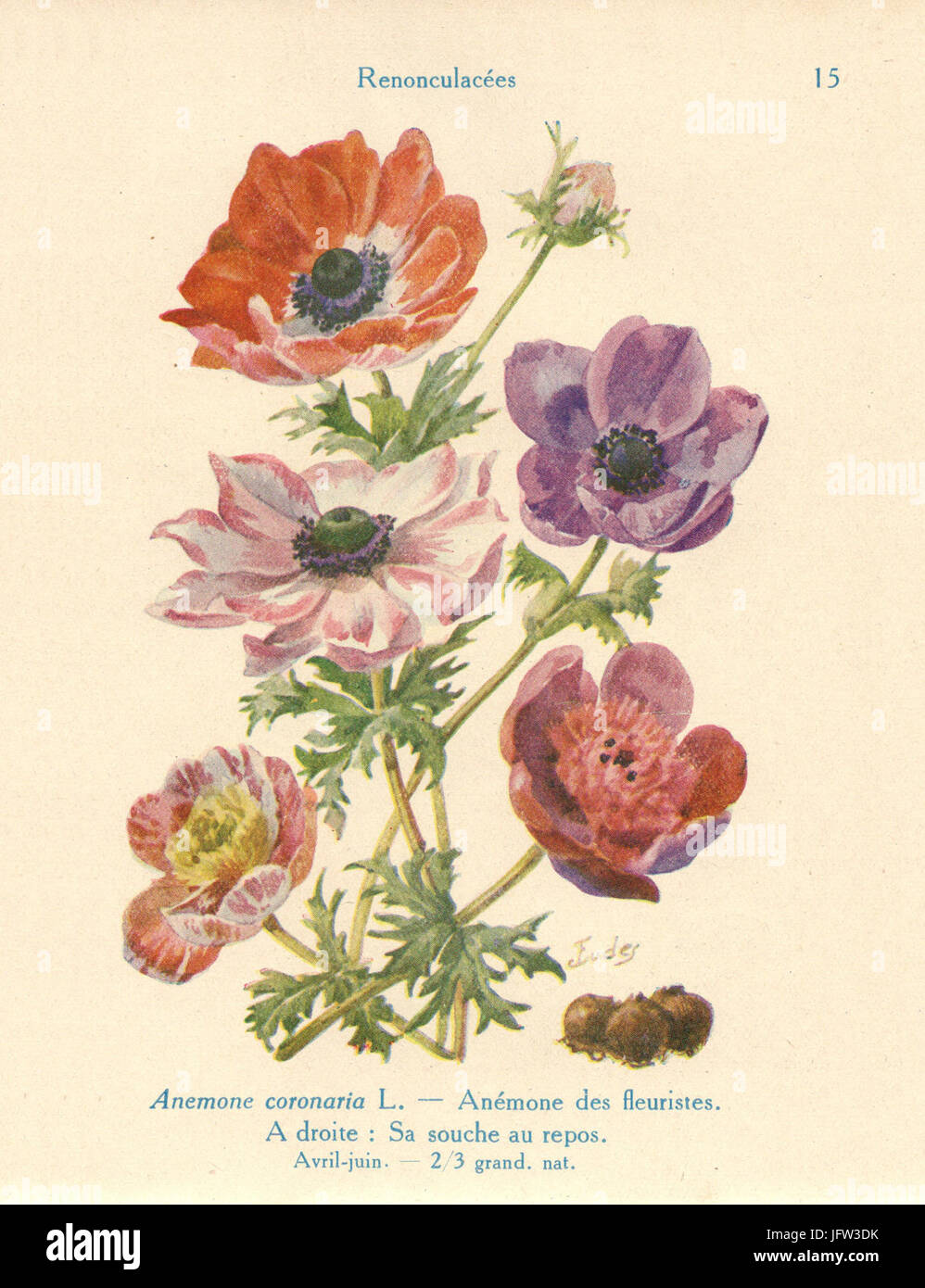 Anémone Coronaire-J.Eudes-15 Stockfoto