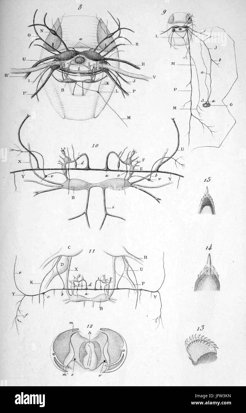 „Anatomie du Glaucus“ veranschaulicht die Anatomie des Glaucus, einer Gattung von Nacktschnecken. Platte 9 der Serie, die von Vayssière erstellt wurde, bietet detaillierte wissenschaftliche Darstellungen der physischen Merkmale dieses Meerestiers, die für das Verständnis seiner Biologie wichtig sind. Stockfoto