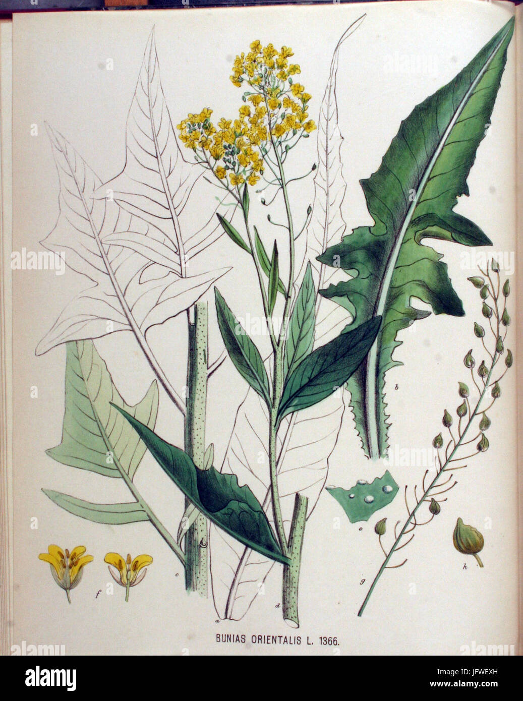 Bunias Orientalis Flora Batava Volumen v18 Stockfoto