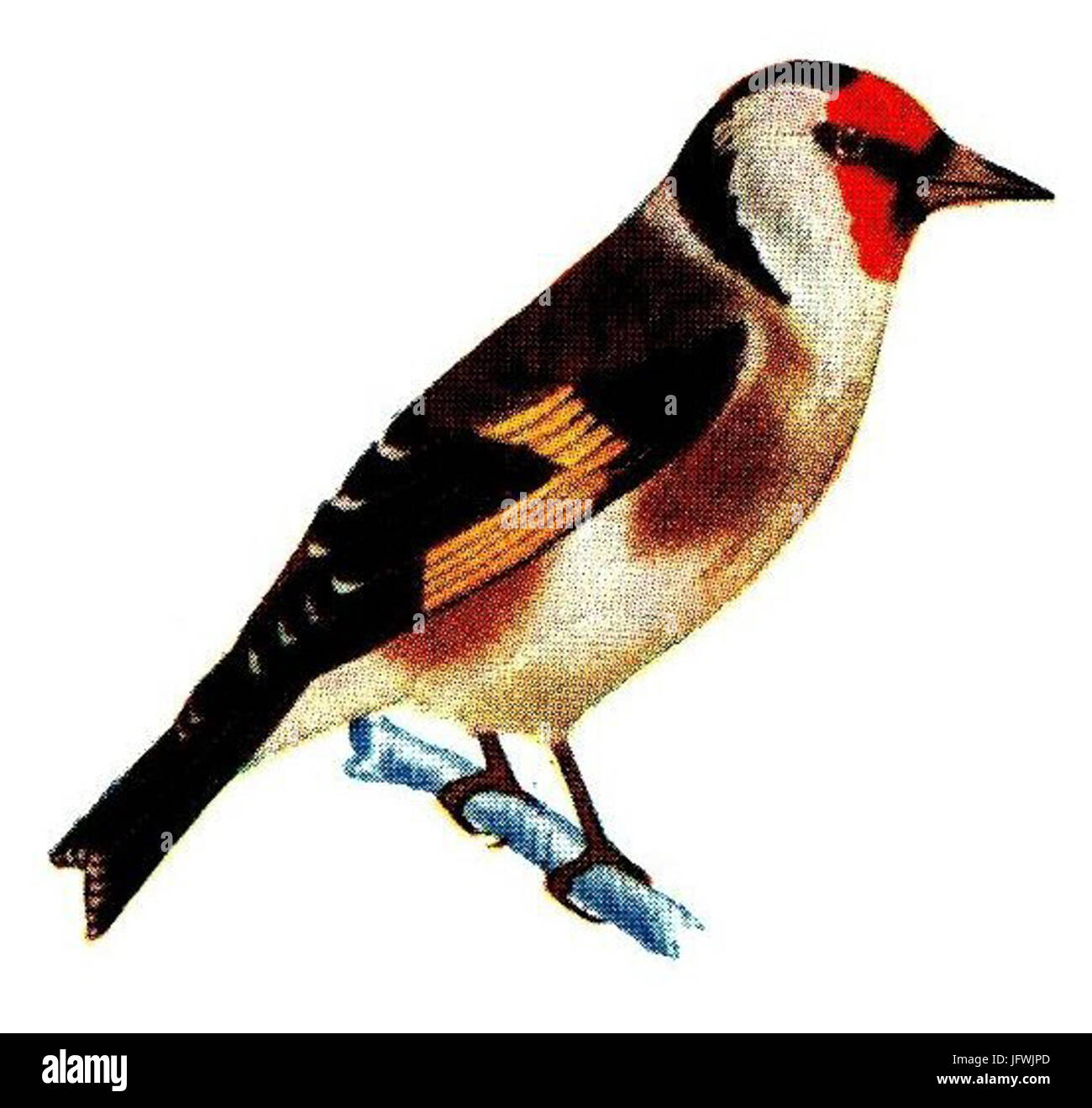 Zuchtjahr Zuchtjahr 28Pieni29 Stockfoto