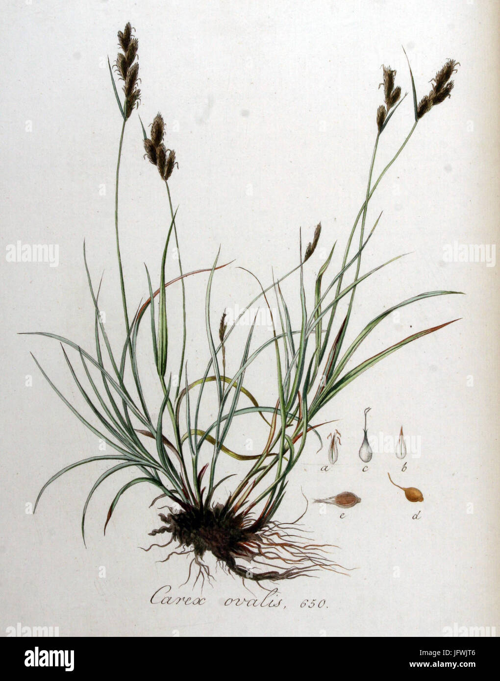 Eine botanische Beschreibung aus *Flora Batava*, Band 9, konzentriert sich auf *Carex ovalis*, eine in Europa heimische Seggenart, die ihre Eigenschaften und ihren Lebensraum beschreibt. Stockfoto