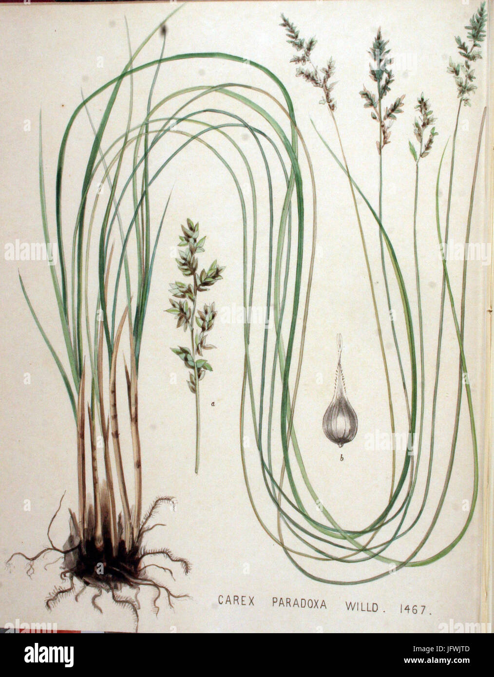 Carex Paradoxa Flora Batava Volumen v19 Stockfoto