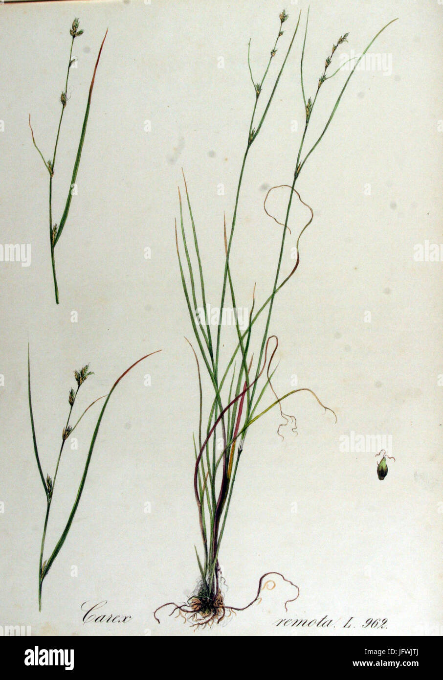 Carex remota, eine Seggenart, ist in der botanischen Serie „Flora Batava“ zu sehen. Dieser Band enthält detaillierte botanische Illustrationen und Beschreibungen, die bei der Untersuchung und Identifizierung von Pflanzenarten, die in den Niederlanden und den umliegenden Regionen beheimatet sind, hilfreich sind. Stockfoto