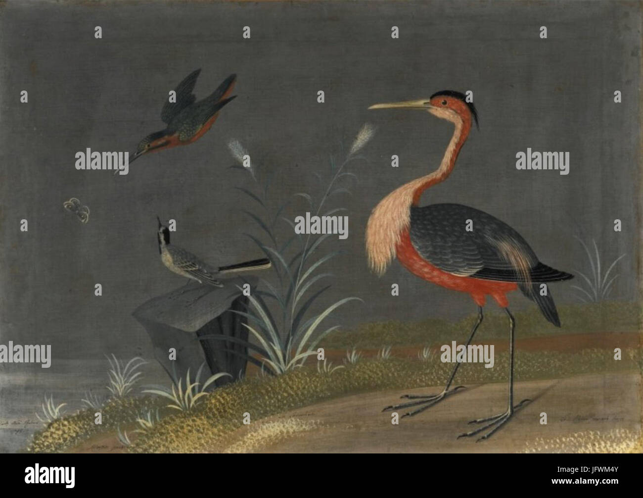 Carlo Antonio Raineri - Martin Pecheur; La Lavandiere; Le Heron Pourpré Hupé Stockfoto