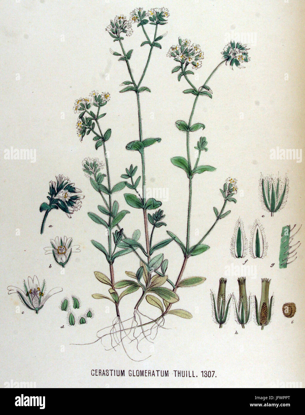 Cerastium Glomeratum Flora Batava Volumen v17 Stockfoto