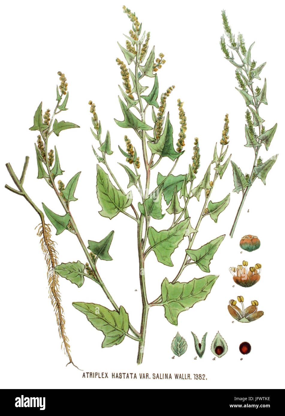Atriplex Handsworthensis var. Salina Flora Batava Volumen v18 Stockfoto