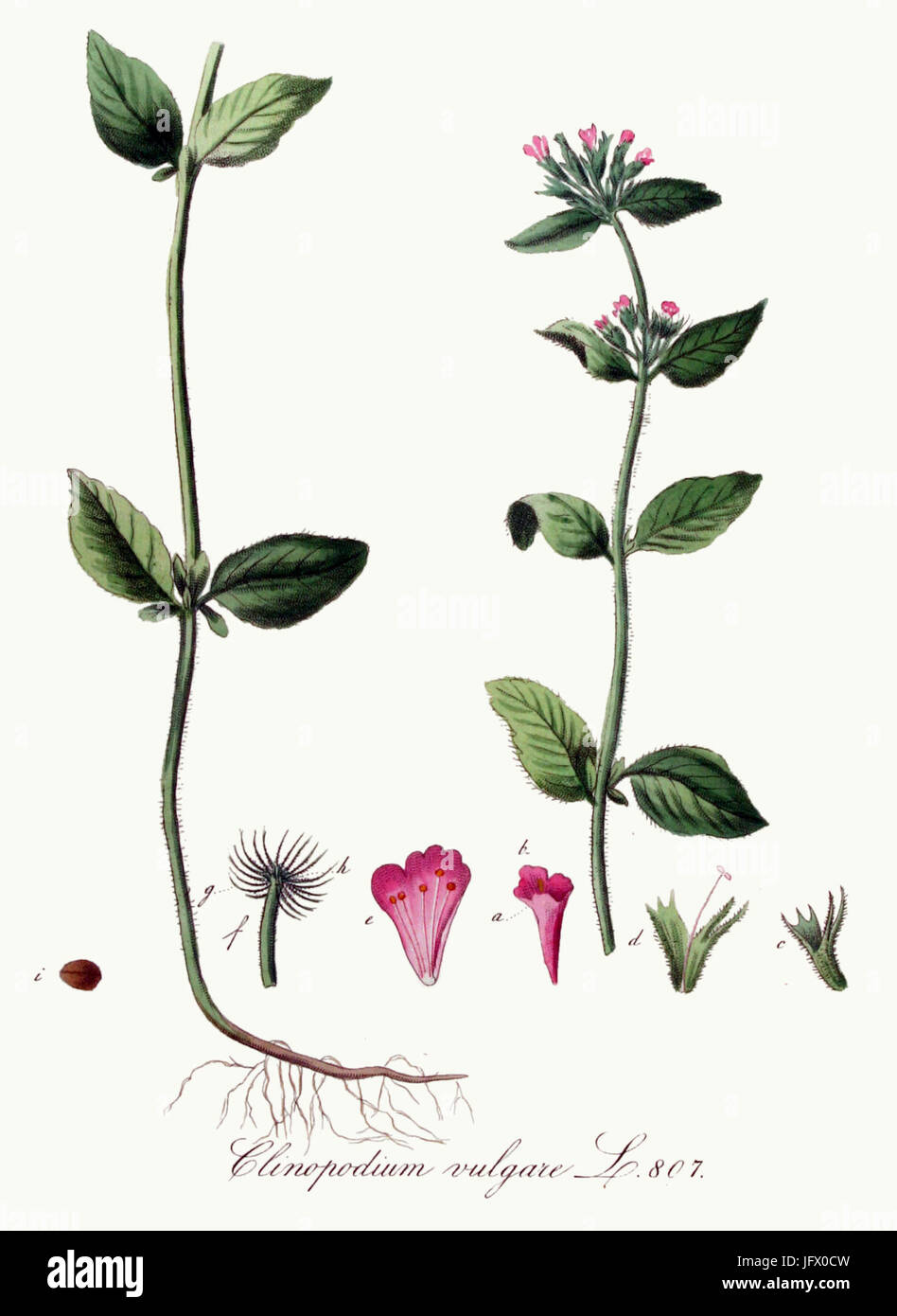 Ein botanischer Bezug auf das Clinopodium vulgare, allgemein bekannt als wildes Basilikum, aus der Serie „Flora Batava“, einem bedeutenden botanischen Werk des 18. Jahrhunderts, das sich mit der niederländischen Flora befasst. Stockfoto
