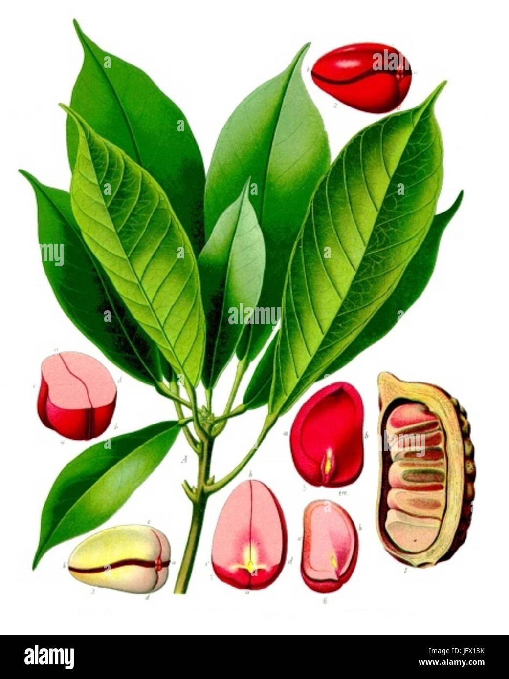 Cola Acuminata - Köhler-s Medizinal-Pflanzen-190 Stockfoto