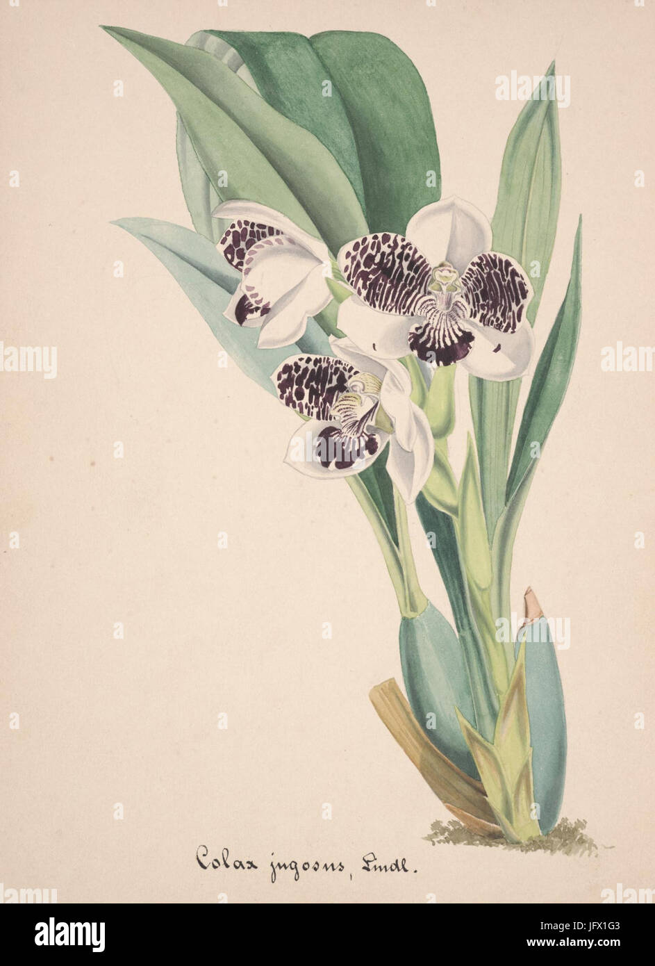 Sammlung d'Orchidées (pl. 06) (8386846412) Stockfoto