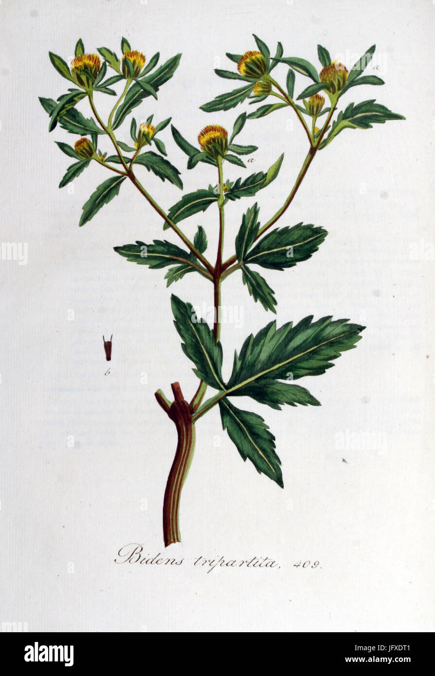 Bidens Tripartita Flora Batava Volumen v6 Stockfoto