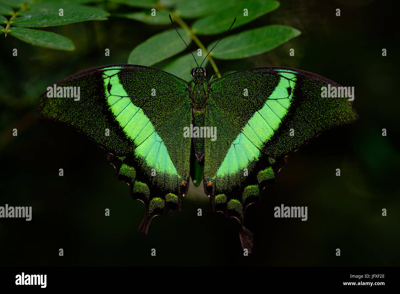 Grüne gebänderten Schwalbenschwanz-Schmetterling Stockfoto