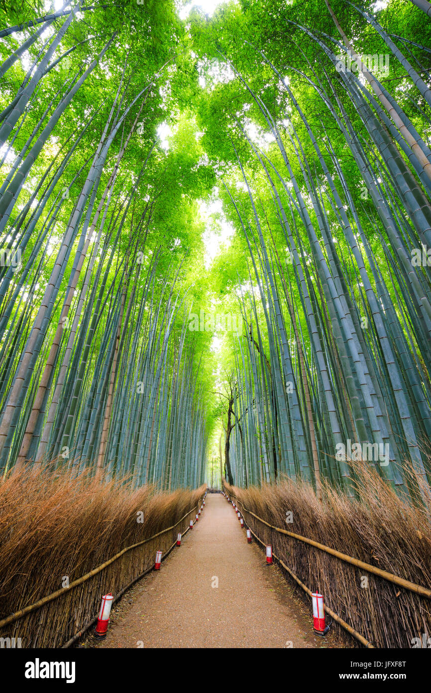 Pfad zum Bambus Wald, Arashiyama, Kyoto, Japan Stockfoto