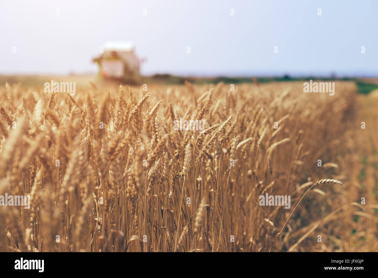 Feldhäcksler Maschine kombinieren die Ernte reif Weizen ernten in landwirtschaftlich genutzte Gebiet, selektiver Fokus Stockfoto