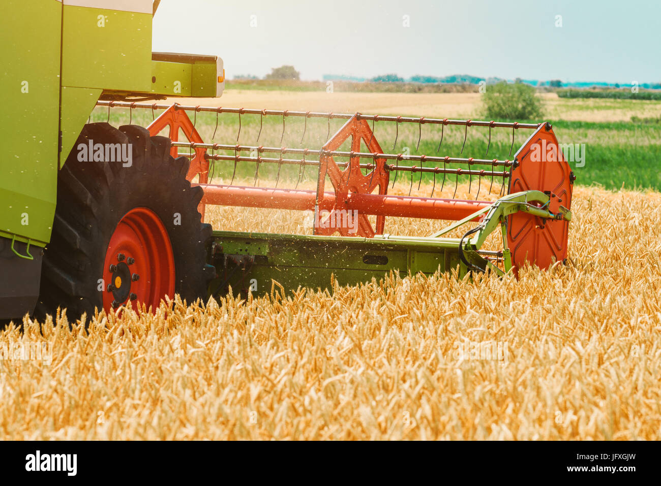 Feldhäcksler Maschine kombinieren die Ernte reif Weizen ernten in landwirtschaftlich genutzte Gebiet, selektiver Fokus Stockfoto