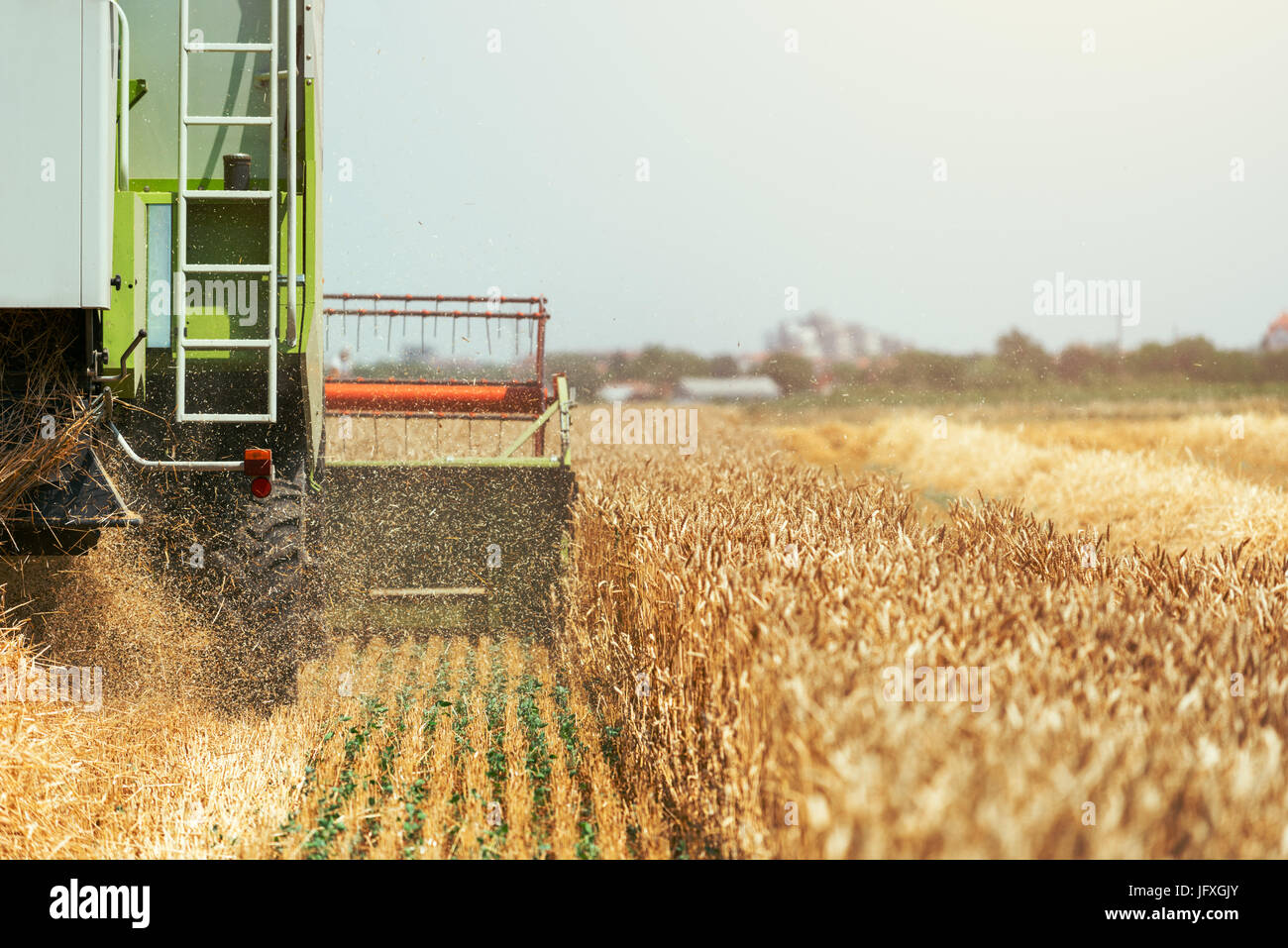 Feldhäcksler Maschine kombinieren die Ernte reif Weizen ernten in landwirtschaftlich genutzte Gebiet, selektiver Fokus Stockfoto