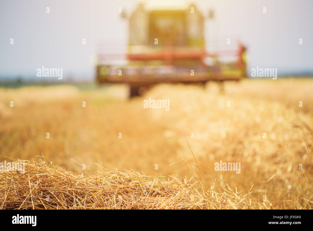 Feldhäcksler Maschine kombinieren die Ernte reif Weizen ernten in landwirtschaftlich genutzte Gebiet, selektiver Fokus Stockfoto