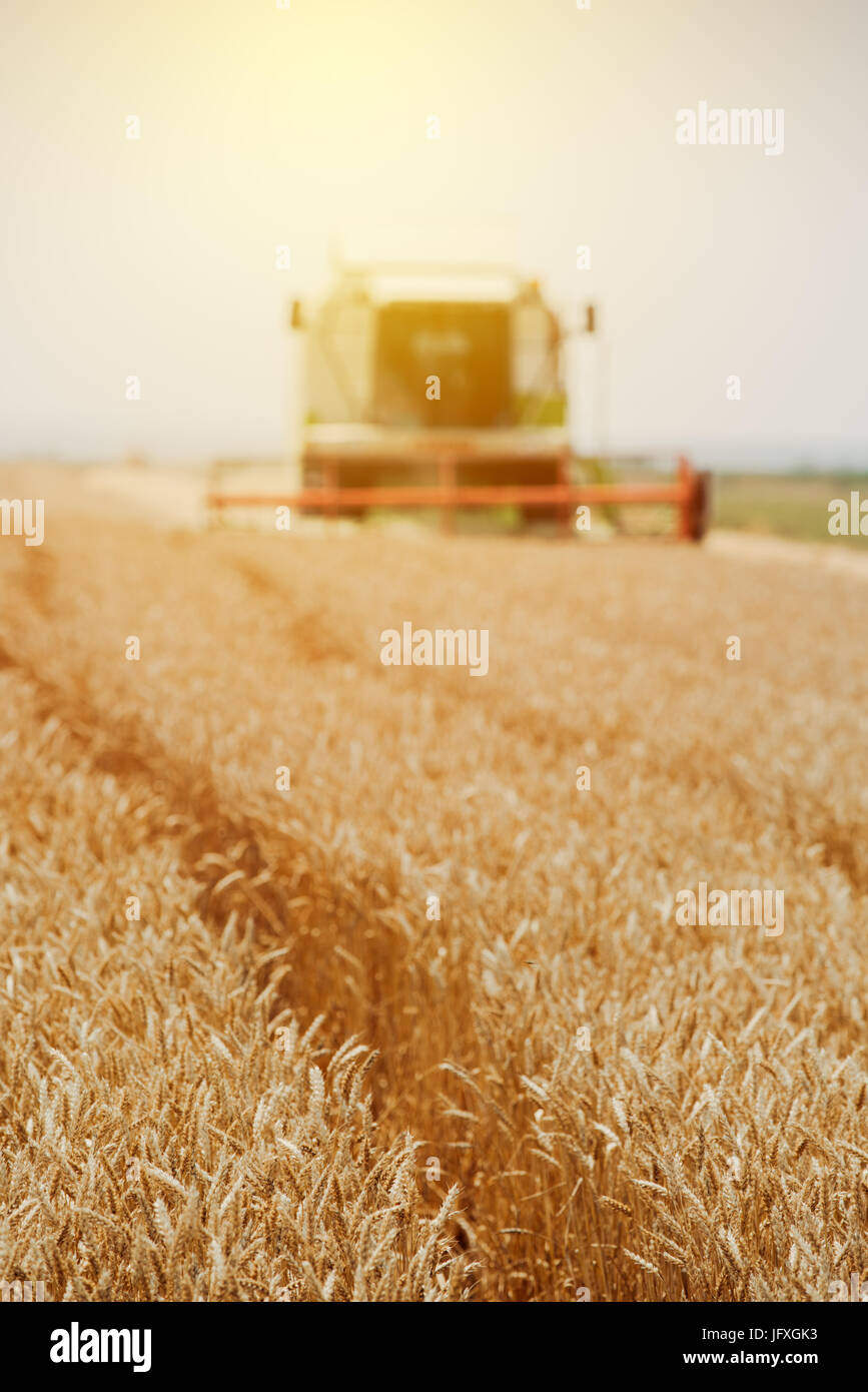 Feldhäcksler Maschine kombinieren die Ernte reif Weizen ernten in landwirtschaftlich genutzte Gebiet, selektiver Fokus Stockfoto