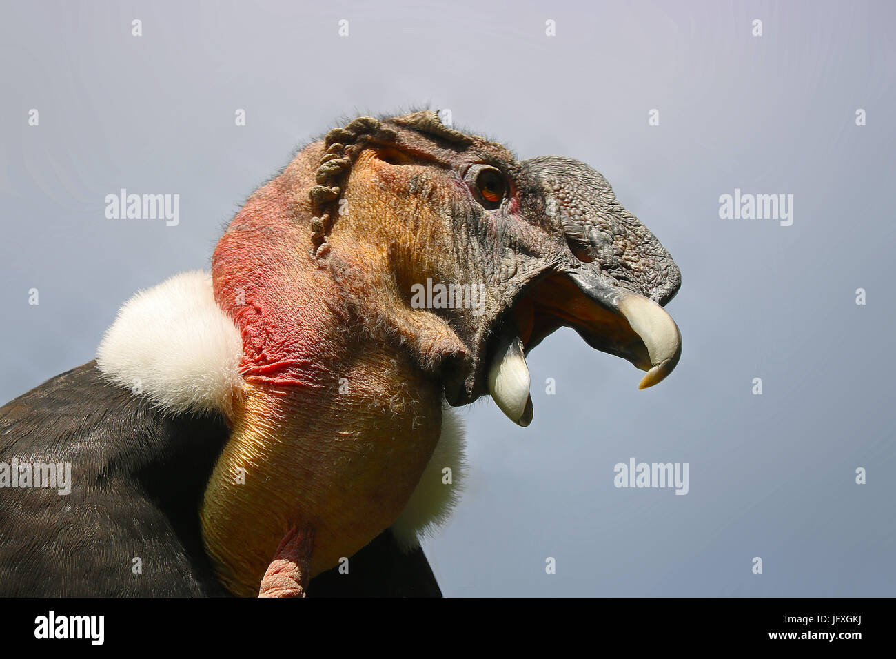 Leiter einer angreifenden männlicher Andenkondor Geier Vultur gryphus Stockfoto