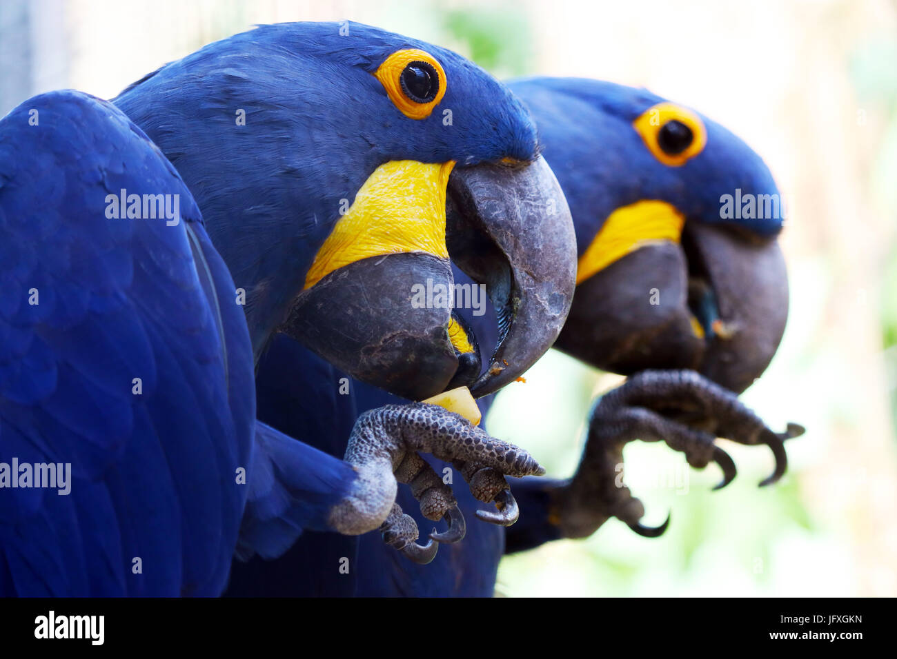 zwei blaue Hyazinth-Ara Papageien sitzen nebeneinander essen Früchte gleichzeitig im Höhenplan Stockfoto
