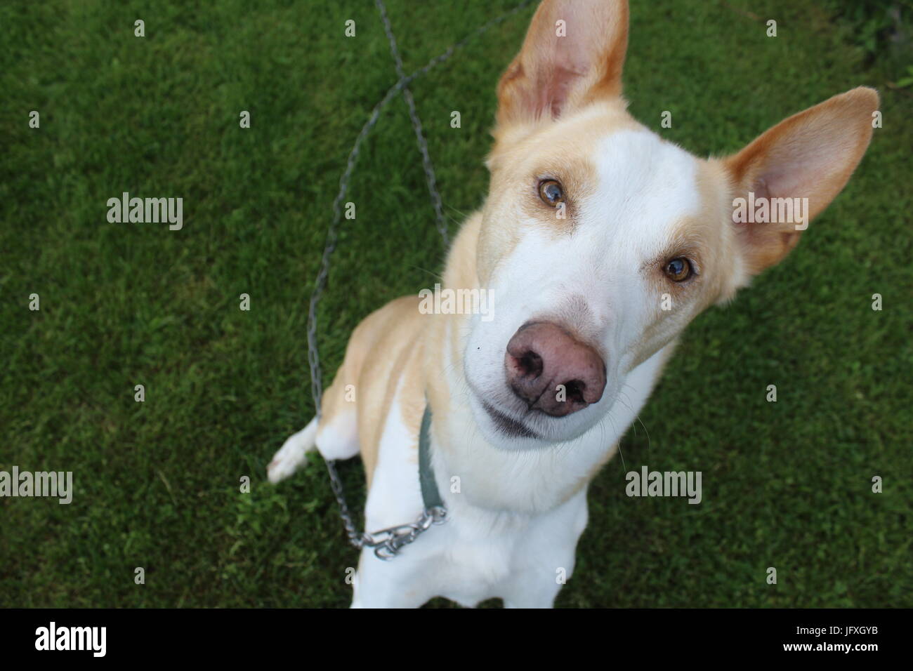 Husky in die Kamera schaut Stockfoto