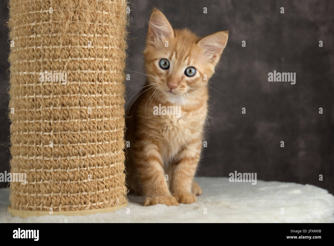 La Perm Kätzchen 10 Wochen alt Stockfoto