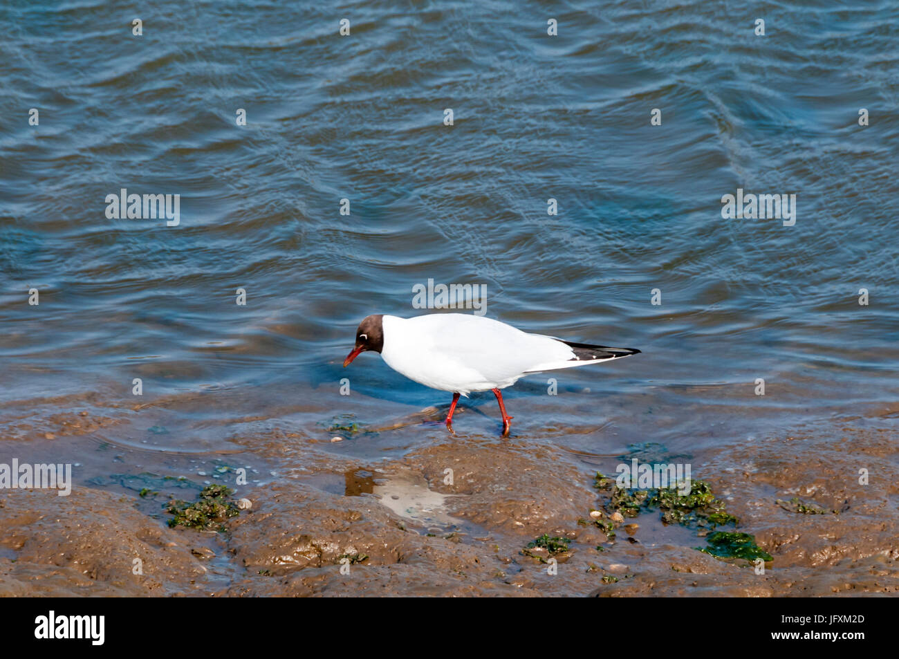 Eine schwarze Leitung Möwe, Chroicocephalus Ridibundus, im Sommer Gefieder Stockfoto