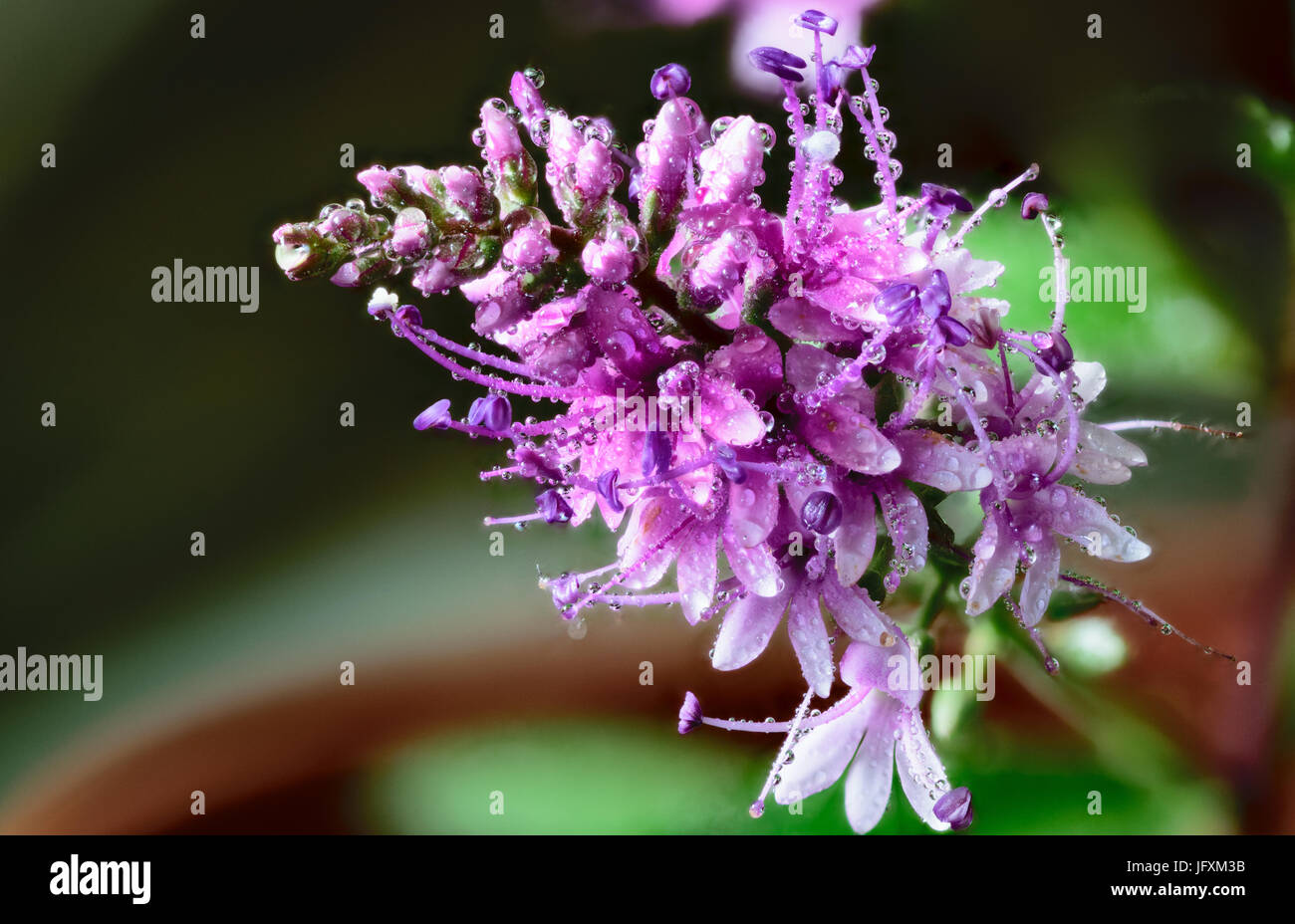 Wassertropfen auf lila Blume Stockfoto