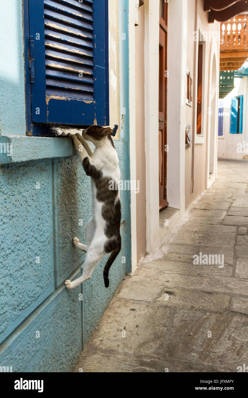 Entzückende Katze versuchen, durch das Fenster in einem Haus, in der Insel Nisyros Griechenland zu schleichen. Stockfoto
