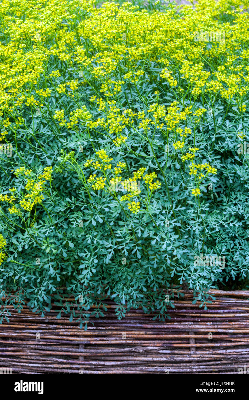 Ruta graveolens im Kräutergarten, Weidenhochbett Stockfoto