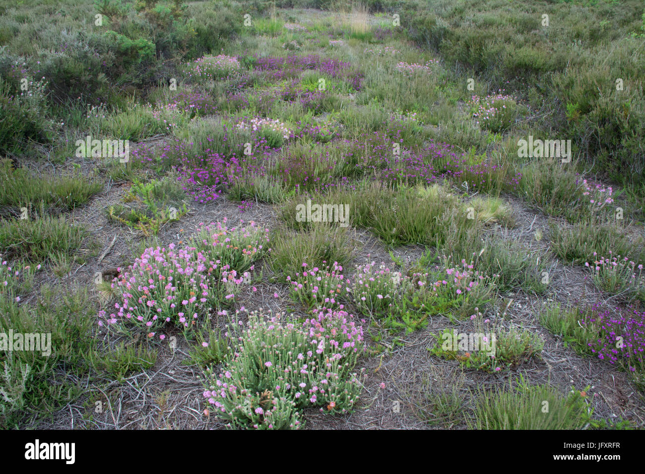 Heidekraut bedeckten gemähte Streifen von Heide in Yateley Gemeinsame, Hampshire, Großbritannien Stockfoto