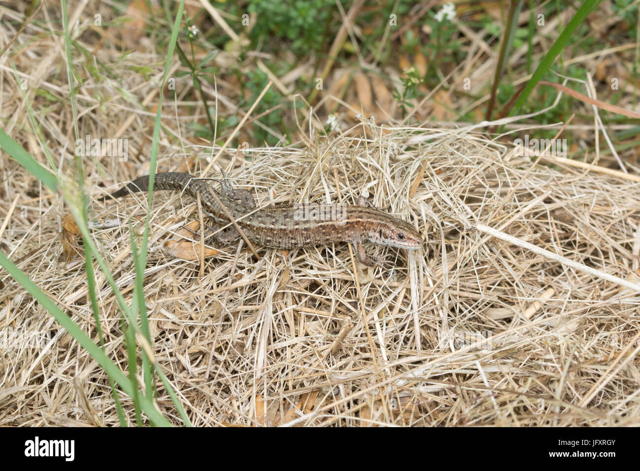 Gemeinsame Lizard (Zootoca vivipar), im Moor, Großbritannien Stockfoto