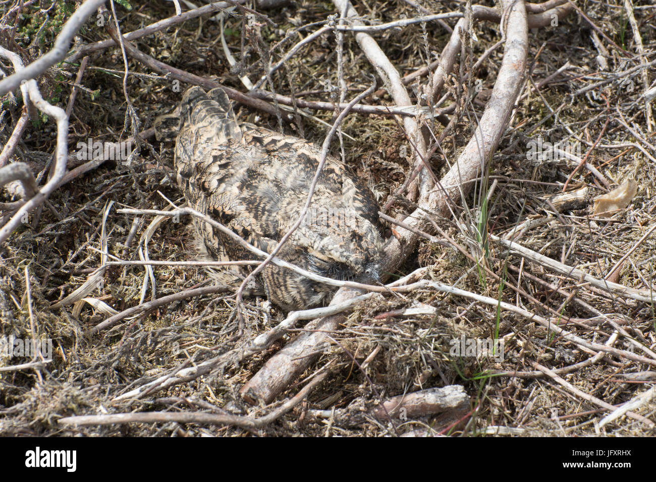 Küken der Ziegenmelker (Caprimulgus Europaeus) getarnt unter Heidekraut Stiele in Hampshire Heide, UK Stockfoto