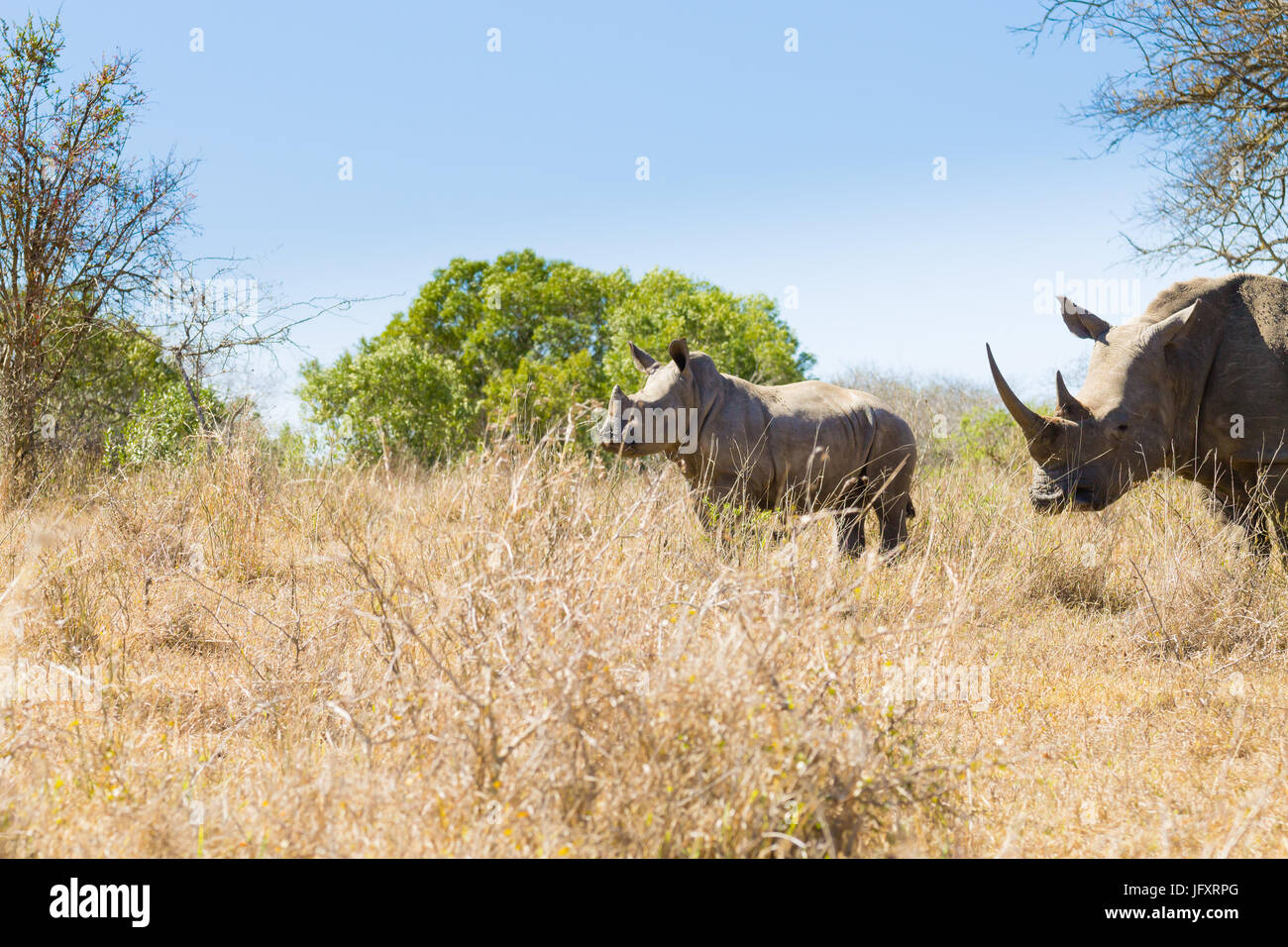 Isolierte Welpen Nashorn in Hluhluwe - imfolozi Park, Südafrika. afrikanische Tierwelt. rhinocerotidae) Stockfoto