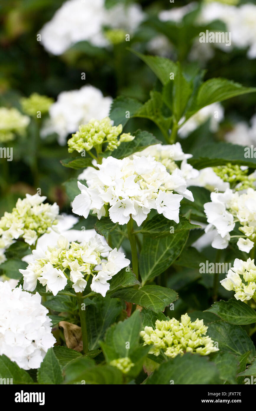 Hydrangea Macrophylla "Nymphea" blüht. Stockfoto