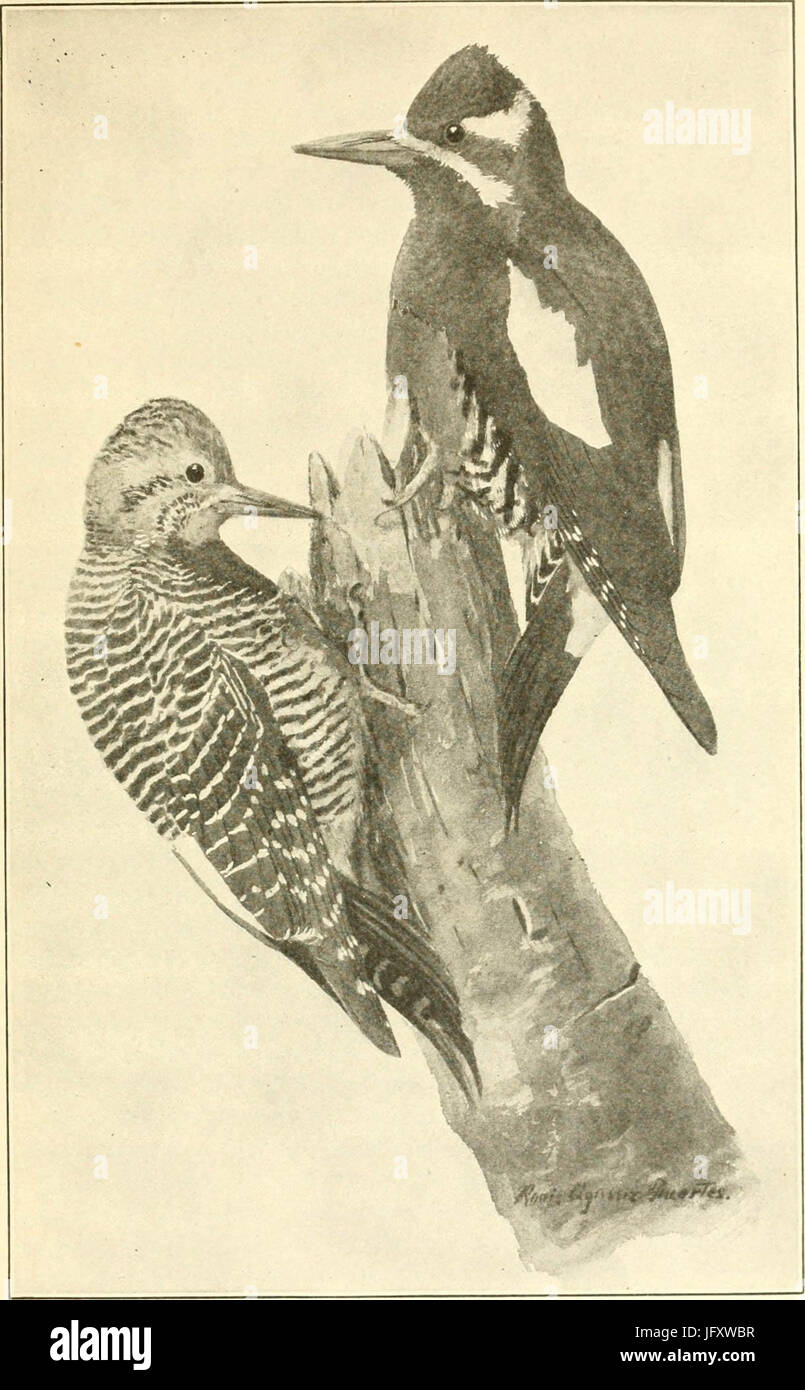 "Wilde Tiere des Glacier National Park. Die Säugetiere, mit Hinweisen zur Physiographie und Lebenszonen (1918) Stockfoto