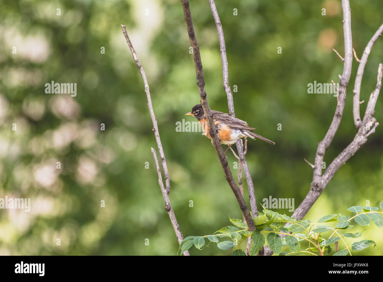 Magie der Natur Stockfoto