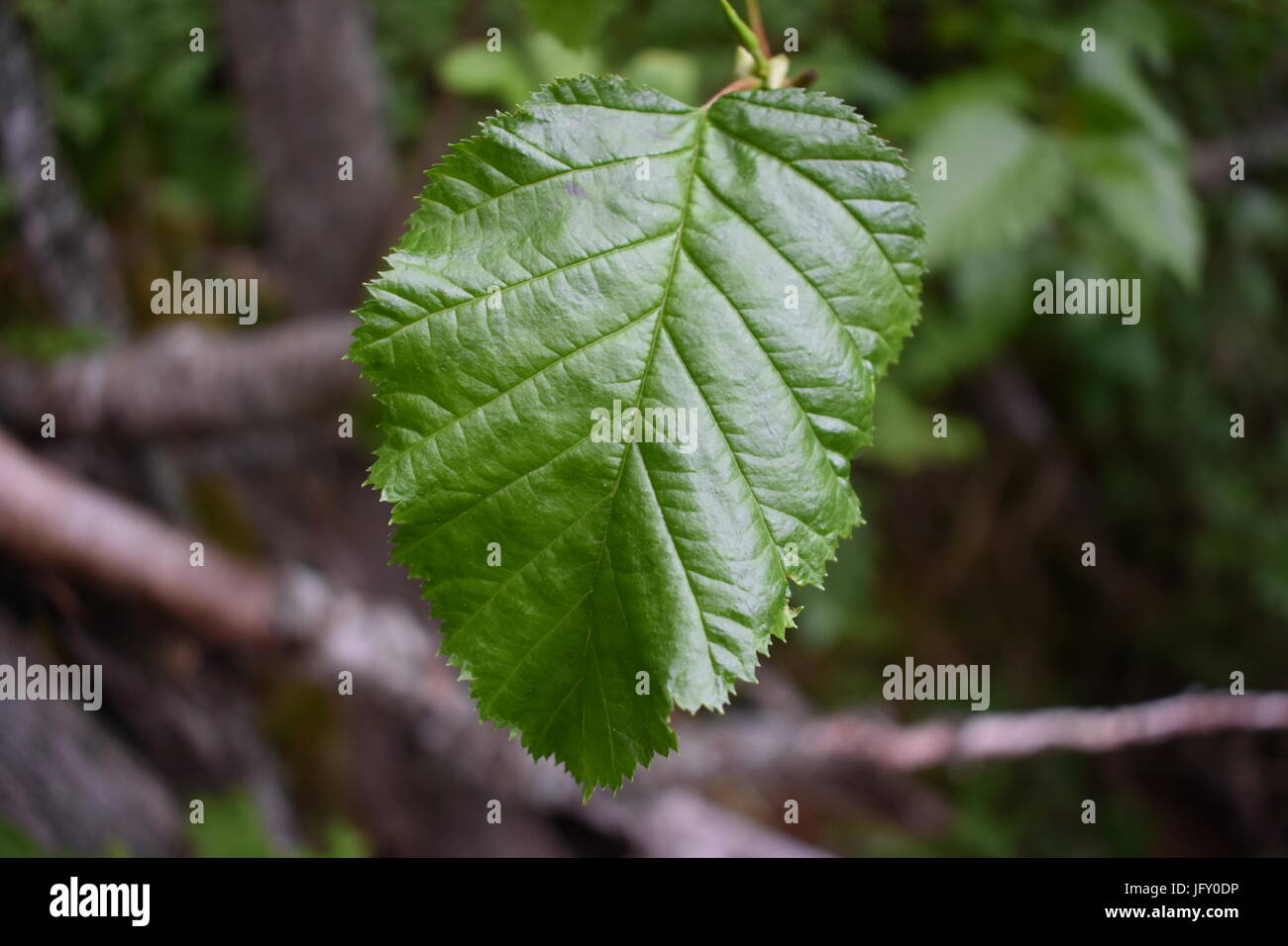 Nahaufnahme eines Blattes gefunden in der Wildnis Alaskas Stockfoto