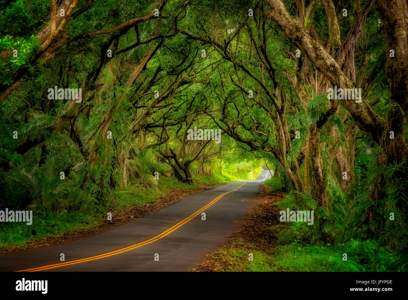 Bewaldeten Straße entlang der Küste der Puna. Hawaii Stockfoto
