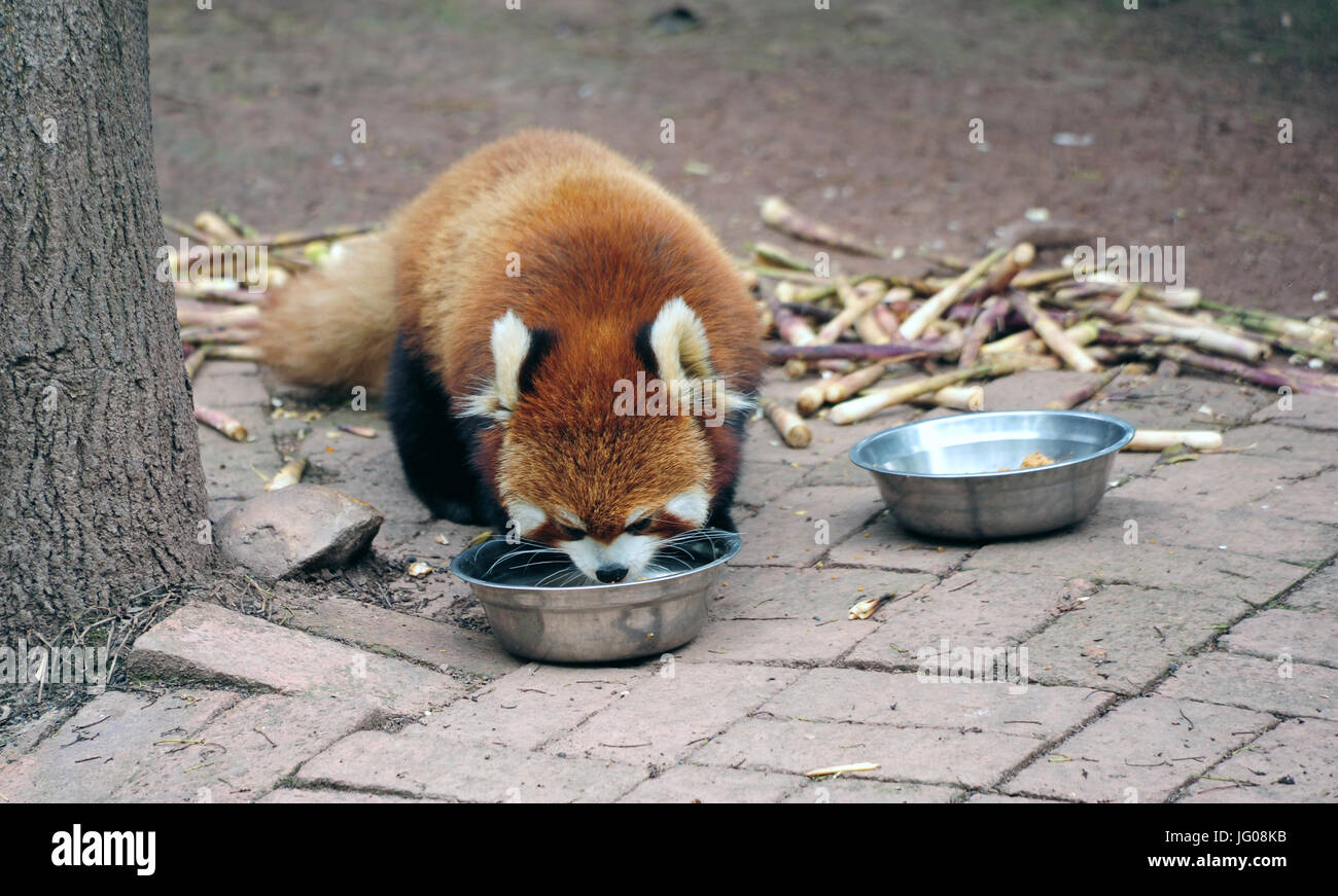 Chengdu, China. 10. April 2017. Der rote Panda (auch als kleinere Panda und der rote Bär-Cat) ist eine seltene Spezies vom Aussterben bedroht. Sie können an Chinas größten Panda Breeding Center in Chengdu im Südwesten des Landes gesehen werden. Die Tiere leben hier in einem weitläufigen Park-Gebiet. Genommen 10.04.2017. Foto: Reinhard Kaufhold/Dpa-Zentralbild/ZB | weltweite Nutzung/Dpa/Alamy Live-Nachrichten Stockfoto