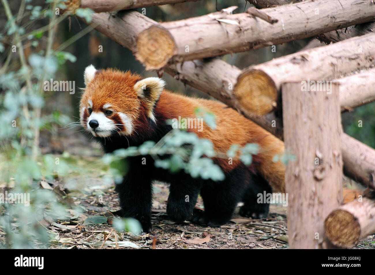 Chengdu, China. 10. April 2017. Der rote Panda (auch als kleinere Panda und der rote Bär-Cat) ist eine seltene Spezies vom Aussterben bedroht. Sie können an Chinas größten Panda Breeding Center in Chengdu im Südwesten des Landes gesehen werden. Die Tiere leben hier in einem weitläufigen Park-Gebiet. Genommen 10.04.2017. Foto: Reinhard Kaufhold/Dpa-Zentralbild/ZB | weltweite Nutzung/Dpa/Alamy Live-Nachrichten Stockfoto