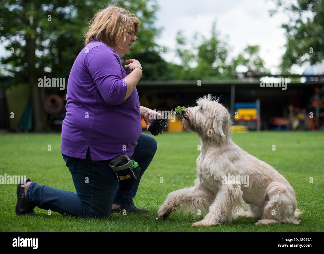 Der Hund Arwen schnüffelt den Boden, auf der Suche nach Ambrosia-Pflanzen mit Hilfe ihrer Lehrerin Katja Krauss in der Hundeschule "Greh" in Berlin, Deutschland, 26. Juni 2017. Die Ambrosia-Pflanze, die sehr unscheinbar aussieht, gehört zu den stärksten Allergie-Auslöser in Mitteleuropa. Foto: Monika Skolimowska/dpa Stockfoto