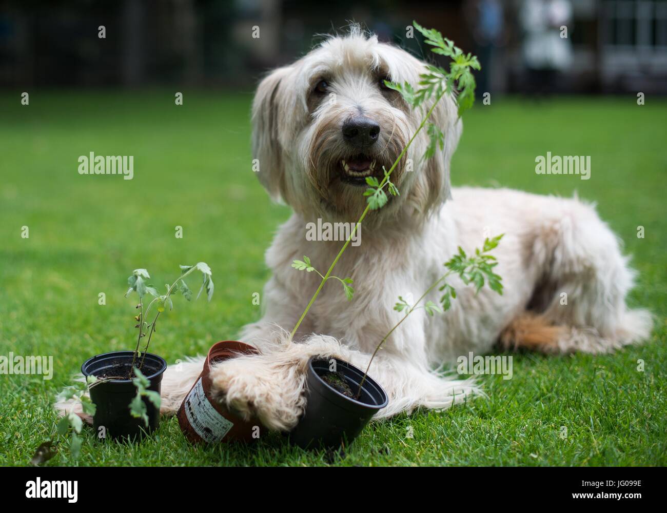 Der Hund Arwen schnüffelt den Boden, auf der Suche nach Ambrosia-Pflanzen in der Hundeschule "Greh" in Berlin, Deutschland, 26. Juni 2017. Die Ambrosia-Pflanze, die sehr unscheinbar aussieht, gehört zu den stärksten Allergie-Auslöser in Mitteleuropa. Foto: Monika Skolimowska/dpa Stockfoto
