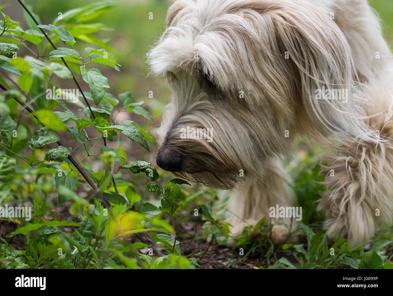 Der Hund Arwen schnüffelt den Boden, auf der Suche nach Ambrosia-Pflanzen in der Hundeschule "Greh" in Berlin, Deutschland, 26. Juni 2017. Die Ambrosia-Pflanze, die sehr unscheinbar aussieht, gehört zu den stärksten Allergie-Auslöser in Mitteleuropa. Foto: Monika Skolimowska/dpa Stockfoto